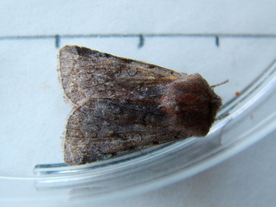 Red Chestnut